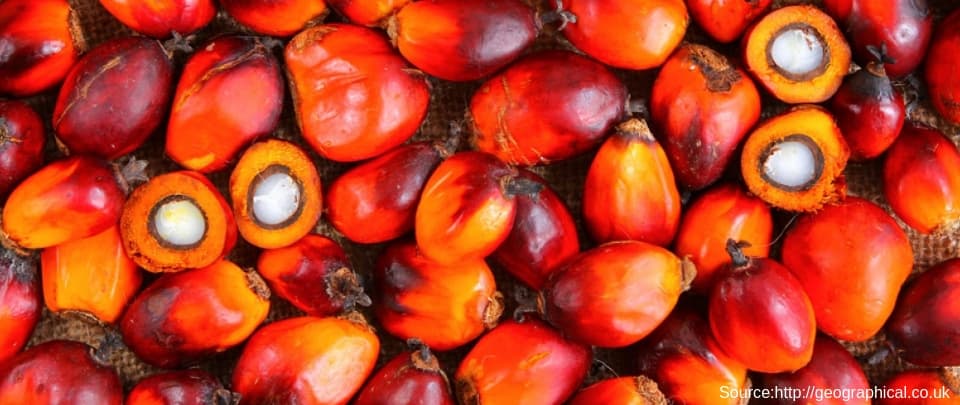 101: The Economics of Palm Oil 