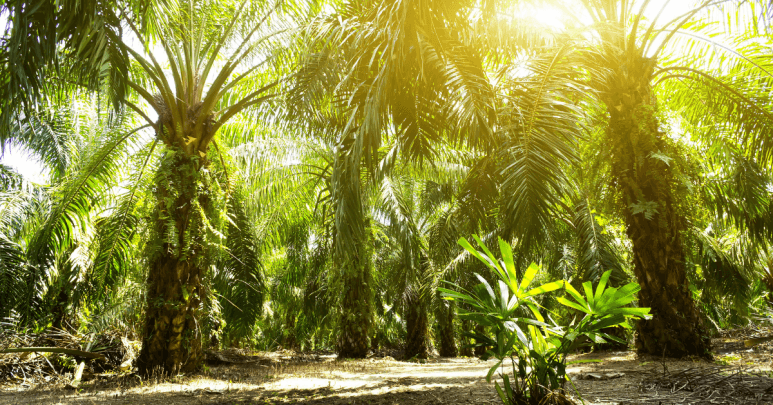 The Complex Story Of Malaysian Palm Oil