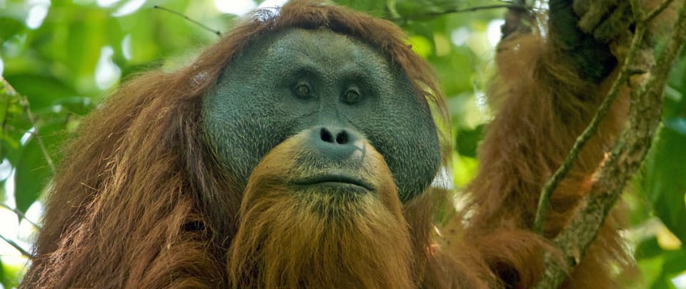 Dam Threatens Last of Rarest Great Ape