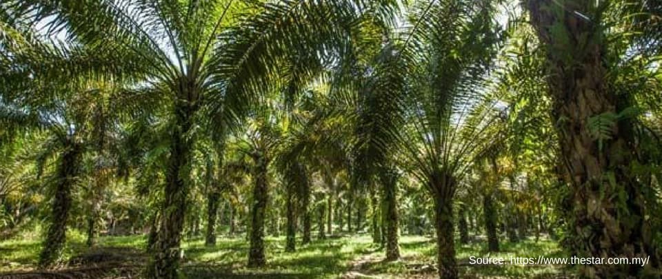 Govt Says No to Palm Oil Expansion