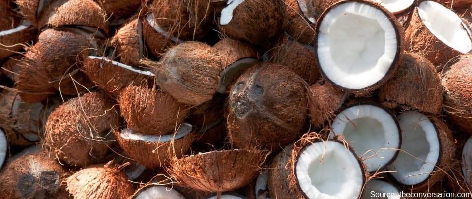 Imported Coconuts Crowding Out Local Supply