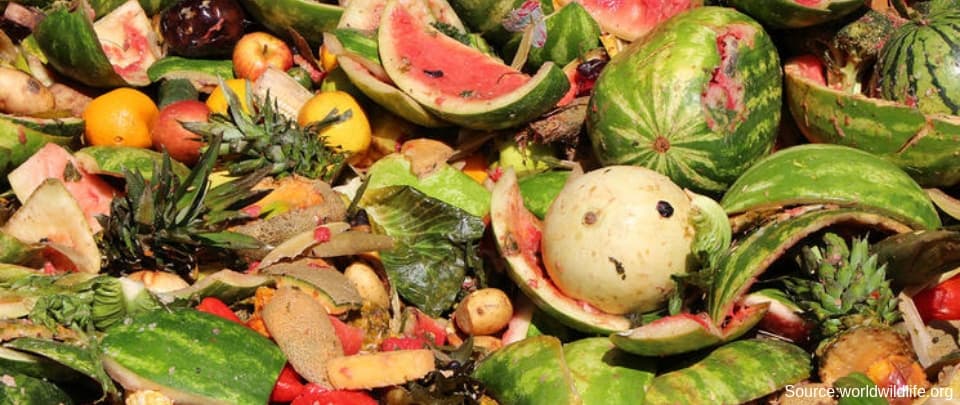 Kicking The Food Waste Habit