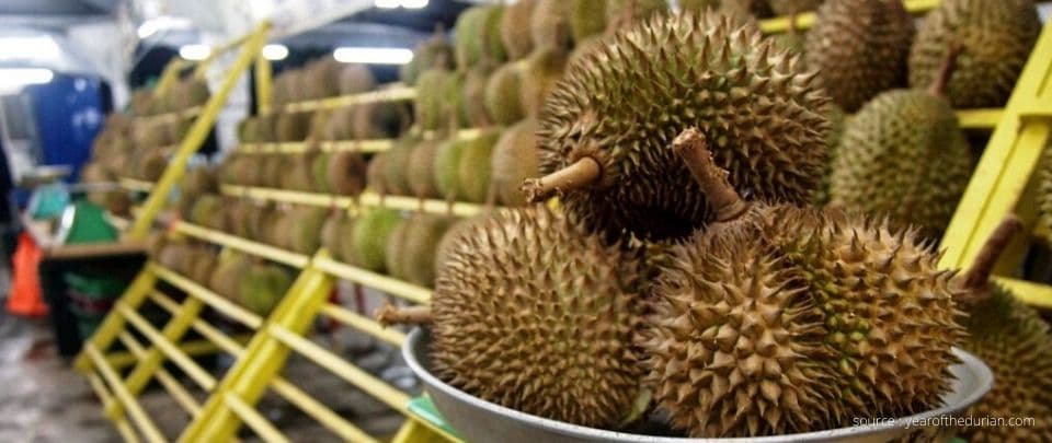 Durian Prices Slashed by 50% 