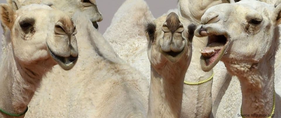 Camel Pouts