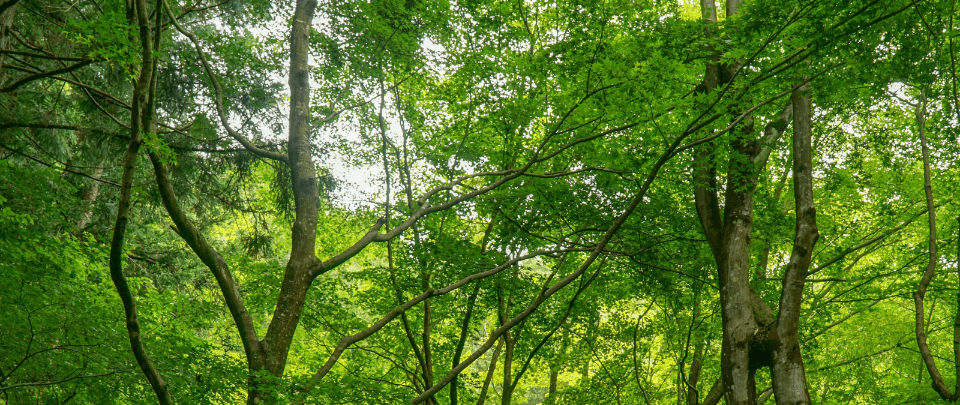 Kuala Langat North Forest Reserve Regazettement