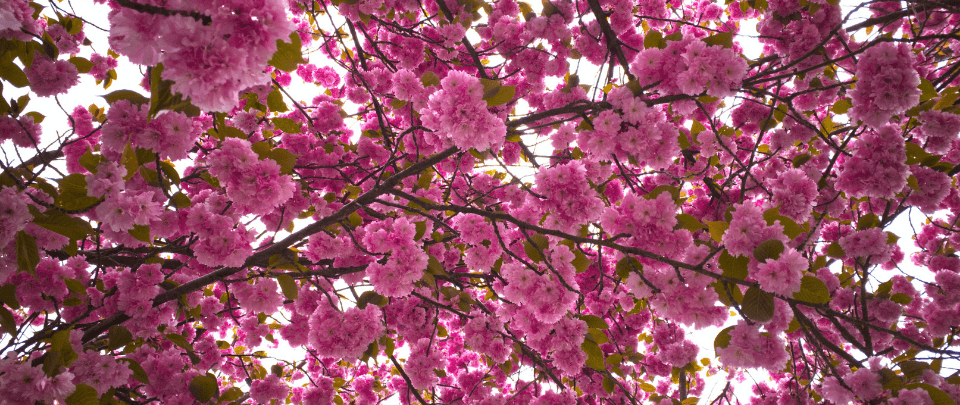 Bringing Sakura Season Into Kuala Lumpur