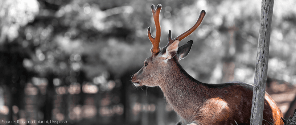 Nara Park Deer Benefiting From Tourism Decline