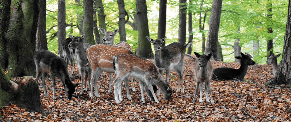 Deers Sold At Zoo Negara?