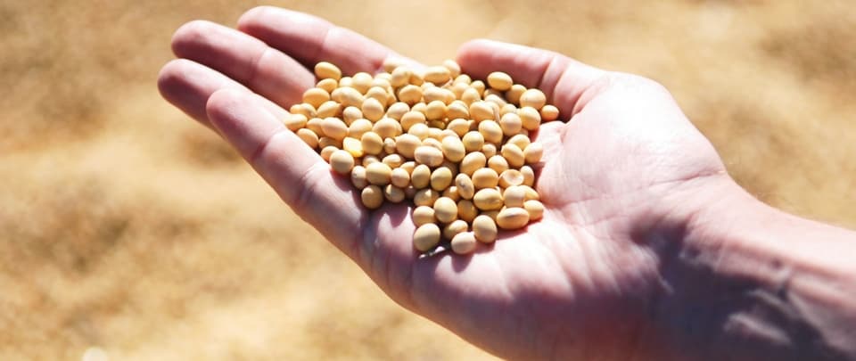 The Soybean Side Effect in US-China Trade Dispute