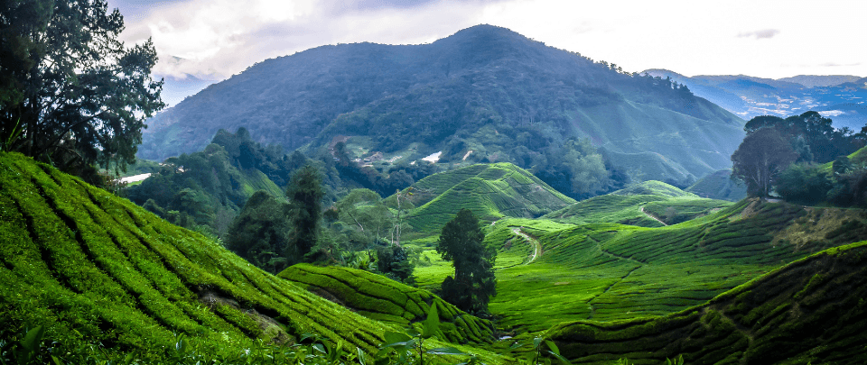 Escape Cameron Highlands: Yay Or Nay?