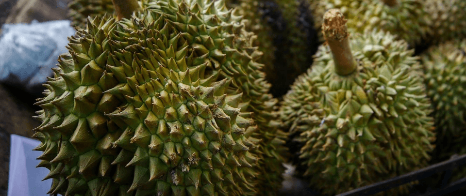 Thorny Dispute Over Unlicenced Durian Farming