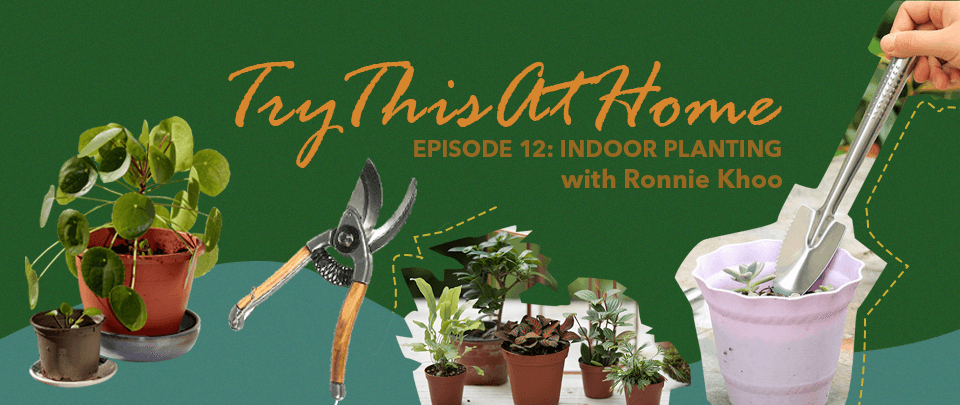 Try This At Home #12: Indoor Plants 