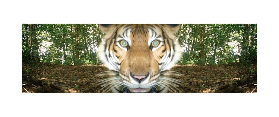 Tiger Conservation