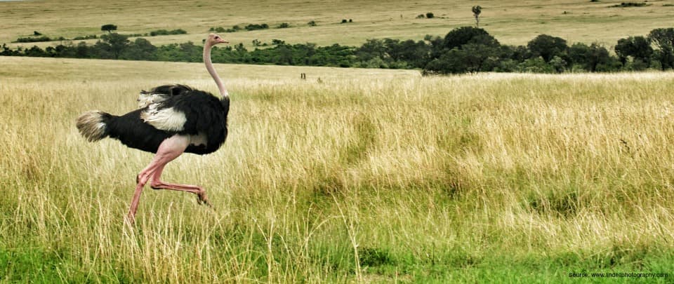 Talkback: Bird Fleeing Motorists