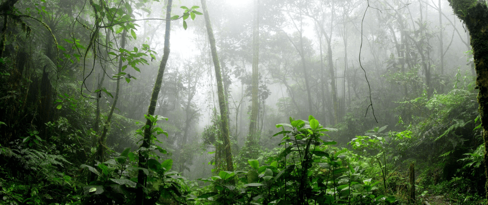 Selangor's Motivations To Degazette Forest Reserve