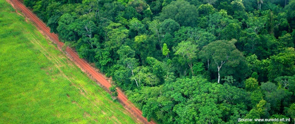 Getting Paid To Keep Forests In Malaysia