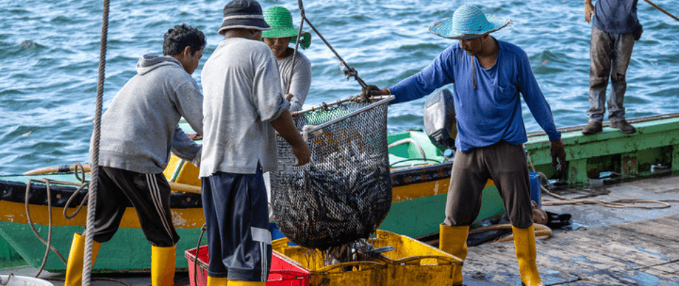 Lives And Livelihoods Of The Malaysian Fishing Industry