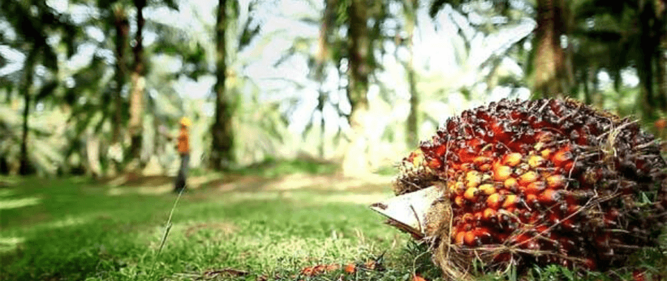 Apparently no go for Malaysian palm oil in India