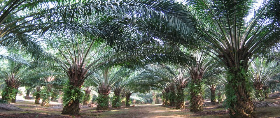 Hear And Now... in Malaysia Season 7, Episode 5: Journey to Sustainability in Palm Oil