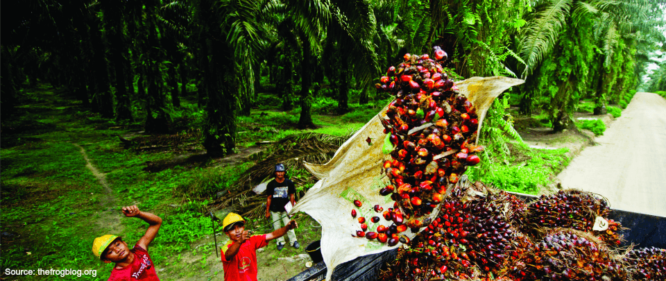 Update on the Sustainable Palm Oil Transparency Toolkit (SPOTT)