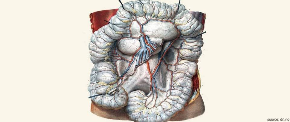 Colorectal Health #1: Anatomy