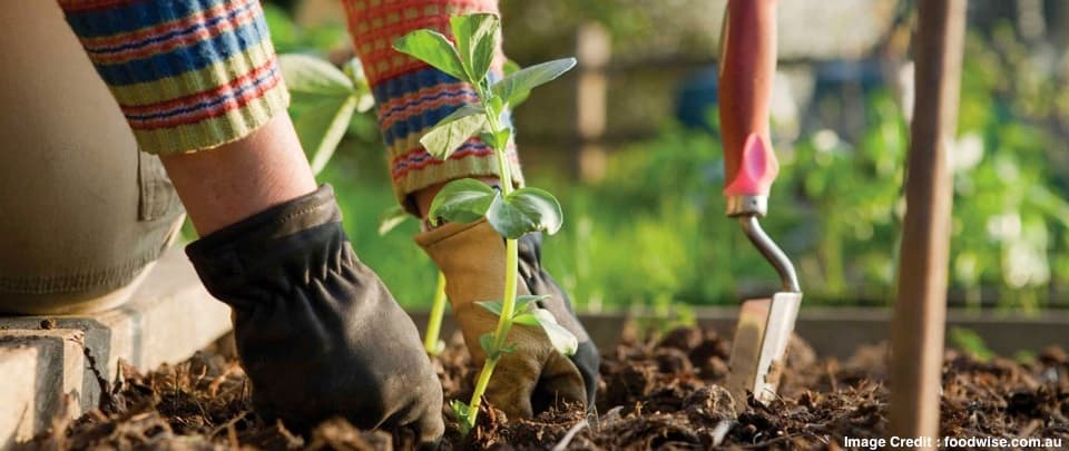 Growing Your Own Edible Garden