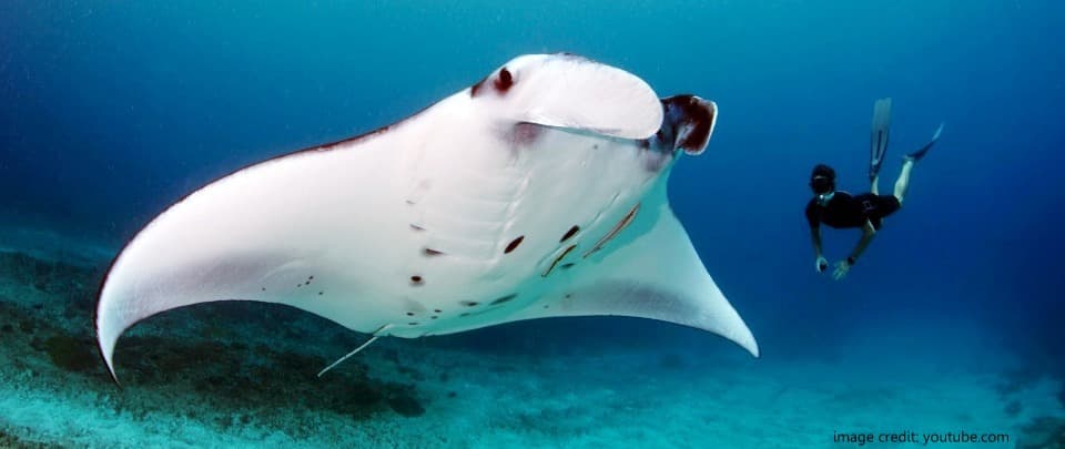 A Ray of Hope for the Manta