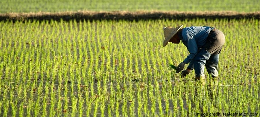 Organic Farming in China